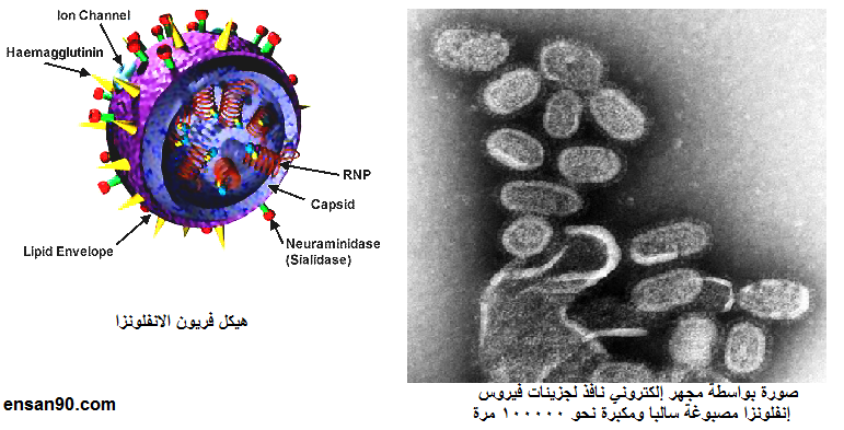 شكل فيروس الانفلونزا مقربة تحت المجهر
فيروس الانفلونزا ( الاعراض واللقاح وفترة الحضانة والوقاية)