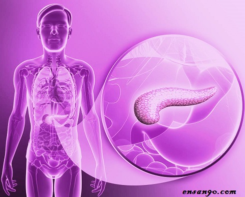 البنكرياس Pancreas الدليل الشامل لمرضى البنكرياس و سرطان البنكرياس انسان